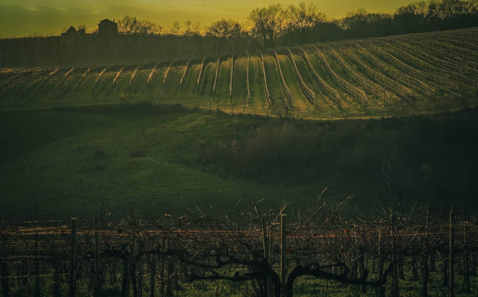 Rioja vs Ribera del Duero: guía completa de vinos españoles